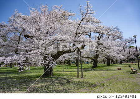 小金井公園染井吉野 小金井公園染井吉野 125491481