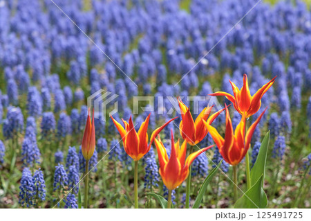 春の陽光を浴びて色とりどりに輝くチューリップ 125491725
