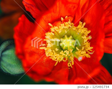 赤いケシの花のクローズアップ 125491734
