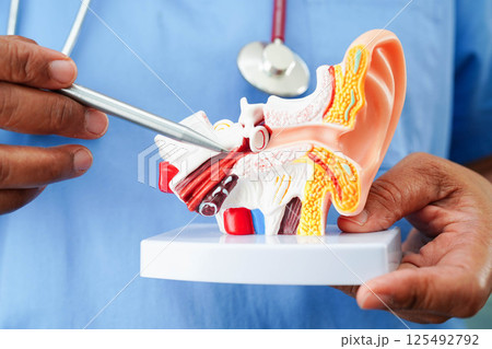 Asian doctor holding human ear model to learn and treat hearing loss in patient. 125492792