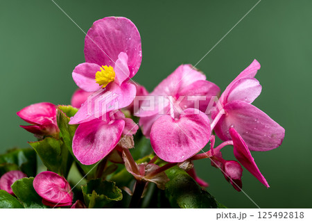 Vibrant Pink Begonia Blooms with Yellow Centers on Dark Green 125492818