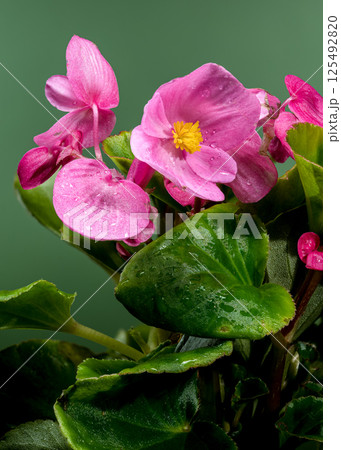 Vibrant Pink Begonia Blooms with Yellow Centers on Dark Green 125492820