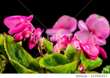 Vibrant Pink Begonia Blossoms black background Vibrant Pink Begonia Blossoms black background 125492821