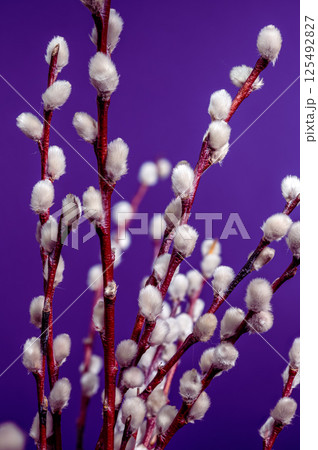 Soft Pussy Willow Branches with Silvery Catkins on Purple, Spring 125492827