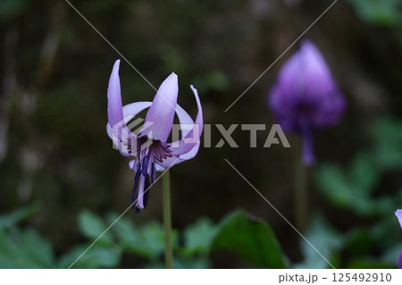 春の妖精 125492910