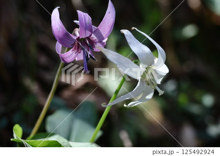 春の妖精 125492924