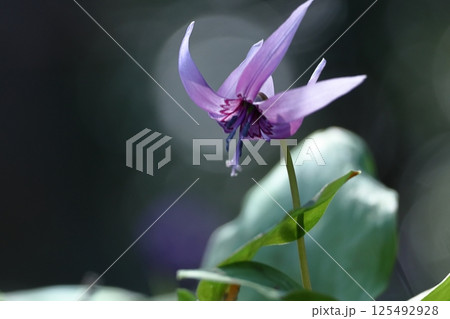 春の妖精 125492928