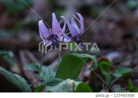 春の妖精 125492986