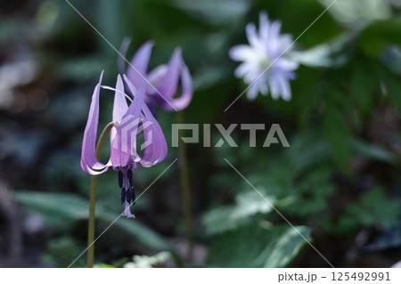 春の妖精 125492991