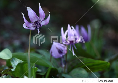 春の妖精 125493001