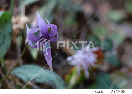 春の妖精 125493002