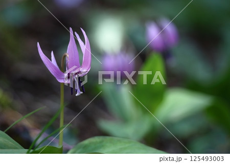 春の妖精 125493003