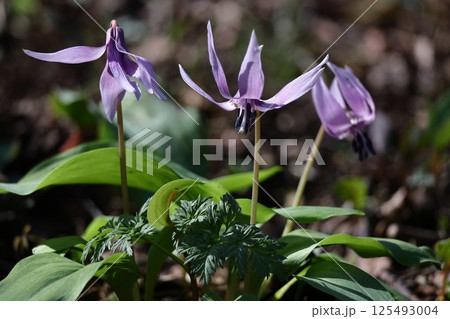 春の妖精 125493004