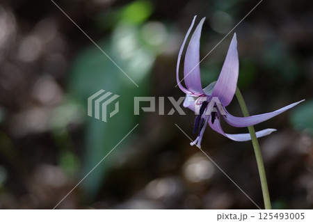 春の妖精 125493005