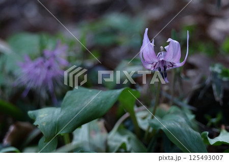 春の妖精 125493007