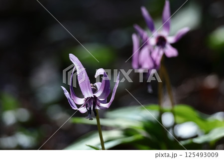 春の妖精 125493009