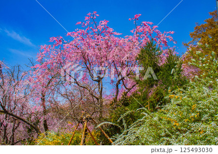 【京都風景】色とりどりの花に囲まれた原谷苑の桜 【京都風景】色とりどりの花に囲まれた原谷苑の桜 125493030