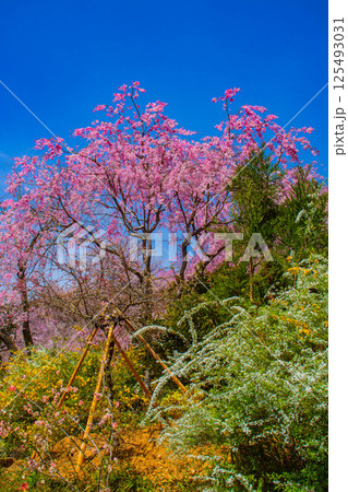 【京都風景】色とりどりの花に囲まれた原谷苑の桜 125493031