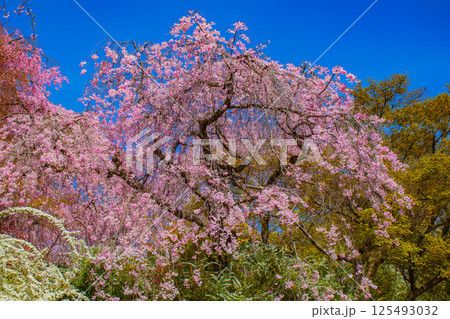 【京都風景】色とりどりの花に囲まれた原谷苑の桜 125493032