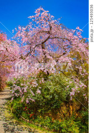 【京都風景】色とりどりの花に囲まれた原谷苑の桜 【京都風景】色とりどりの花に囲まれた原谷苑の桜 125493036