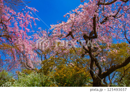 【京都風景】色とりどりの花に囲まれた原谷苑の桜 【京都風景】色とりどりの花に囲まれた原谷苑の桜 125493037
