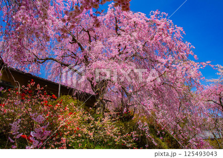【京都風景】色とりどりの花に囲まれた原谷苑の桜 125493043