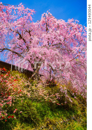 【京都風景】色とりどりの花に囲まれた原谷苑の桜 125493044
