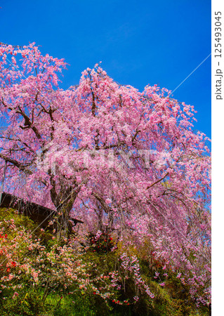 【京都風景】色とりどりの花に囲まれた原谷苑の桜 125493045