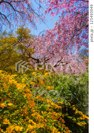 【京都風景】色とりどりの花に囲まれた原谷苑の桜 125493049