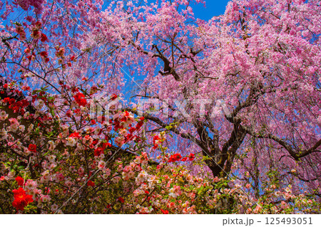 【京都風景】色とりどりの花に囲まれた原谷苑の桜 125493051