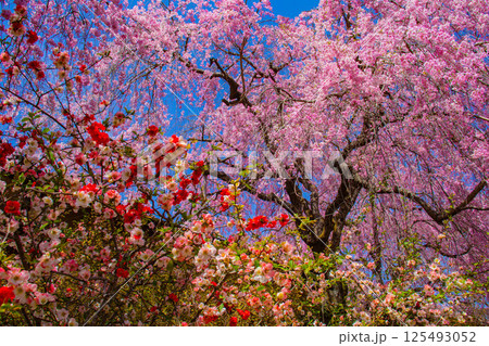 【京都風景】色とりどりの花に囲まれた原谷苑の桜 125493052