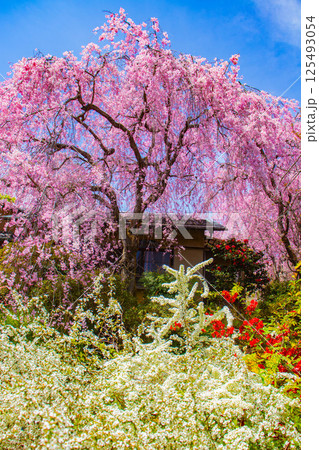 【京都風景】色とりどりの花に囲まれた原谷苑の桜 125493054