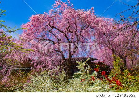 【京都風景】色とりどりの花に囲まれた原谷苑の桜 【京都風景】色とりどりの花に囲まれた原谷苑の桜 125493055