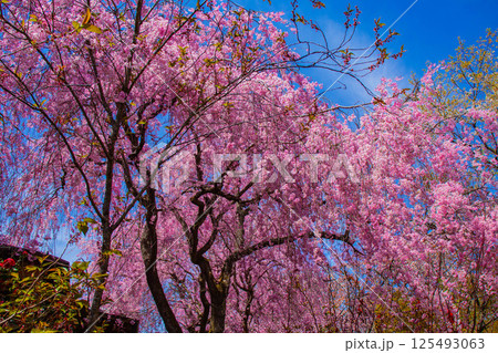 【京都風景】色とりどりの花に囲まれた原谷苑の桜 【京都風景】色とりどりの花に囲まれた原谷苑の桜 125493063