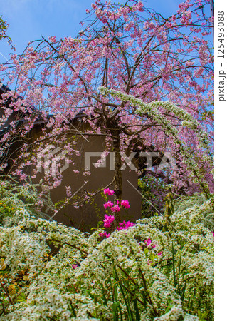 【京都風景】色とりどりの花に囲まれた原谷苑の桜 125493088