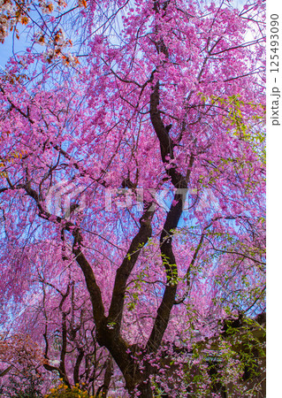 【京都風景】色とりどりの花に囲まれた原谷苑の桜 125493090