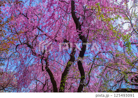 【京都風景】色とりどりの花に囲まれた原谷苑の桜 【京都風景】色とりどりの花に囲まれた原谷苑の桜 125493091