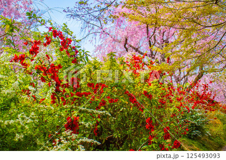 【京都風景】色とりどりの花に囲まれた原谷苑の桜 125493093