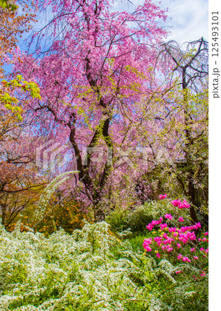 【京都風景】色とりどりの花に囲まれた原谷苑の桜 【京都風景】色とりどりの花に囲まれた原谷苑の桜 125493101