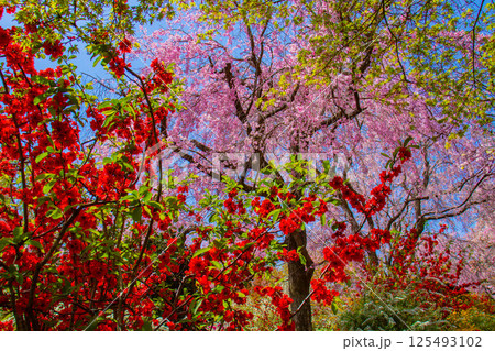 【京都風景】色とりどりの花に囲まれた原谷苑の桜 125493102