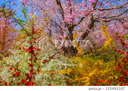 【京都風景】色とりどりの花に囲まれた原谷苑の桜 125493107
