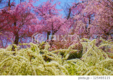 【京都風景】色とりどりの花に囲まれた原谷苑の桜 125493115