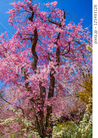 【京都風景】色とりどりの花に囲まれた原谷苑の桜 【京都風景】色とりどりの花に囲まれた原谷苑の桜 125493126