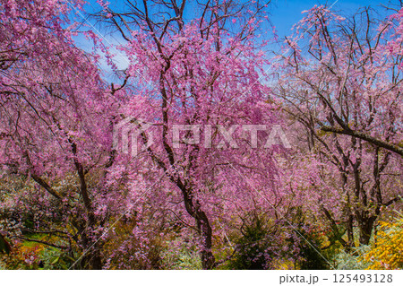 【京都風景】色とりどりの花に囲まれた原谷苑の桜 【京都風景】色とりどりの花に囲まれた原谷苑の桜 125493128