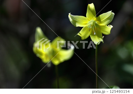 春の妖精 125493154