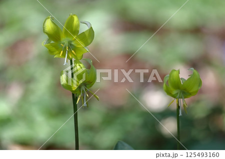 春の妖精 125493160