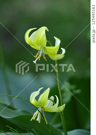 春の妖精 125493161