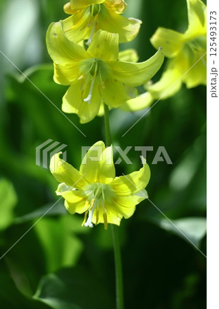 春の妖精 125493173