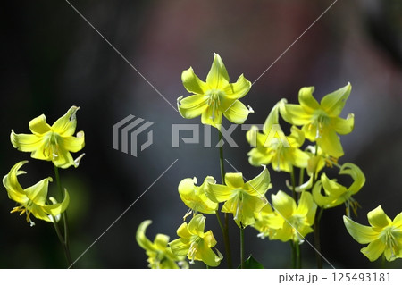 春の妖精 125493181