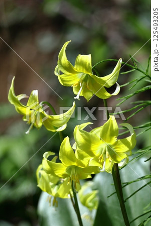 春の妖精 125493205